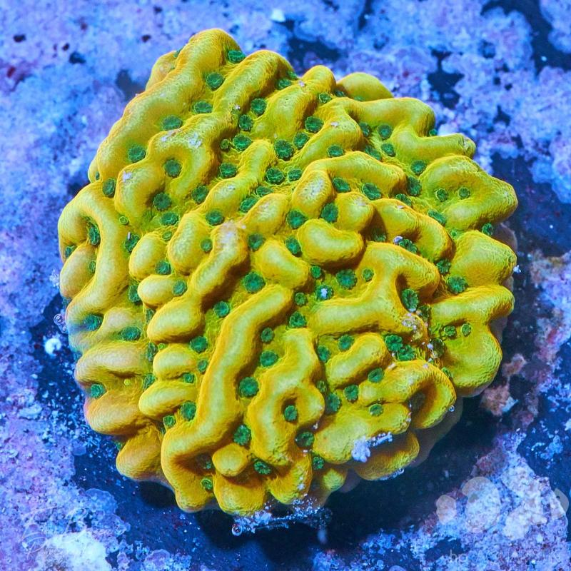 Montipora Beach Bum